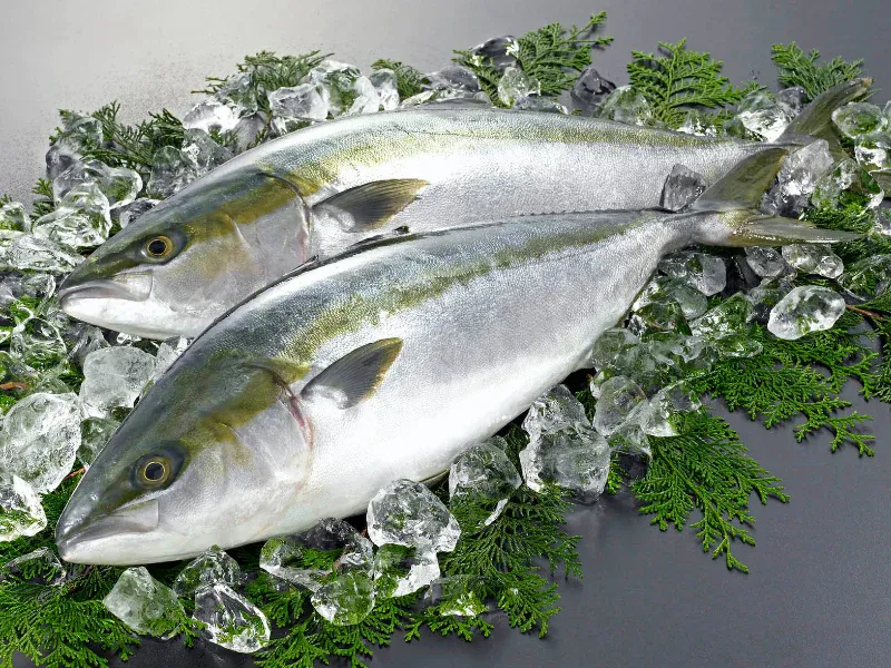 Hamachi Fillet 1.8kg+, Sashimi-grade