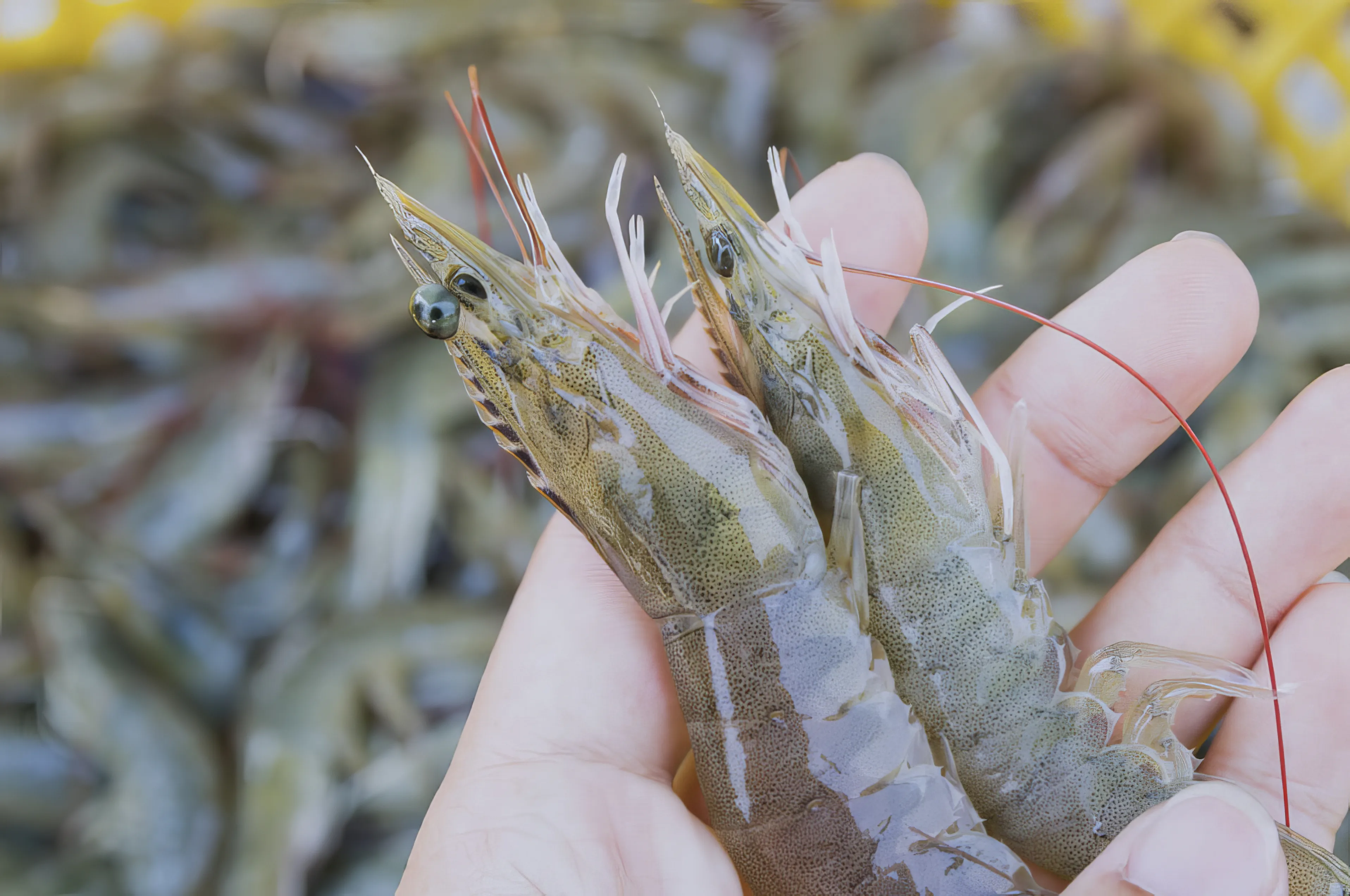A hand gently holds two fresh, raw Kami Ebi shrimp, showcasing their translucent bodies and long red antennae. A blurred background reveals many more shrimp, suggesting a recent catch or market freshness.