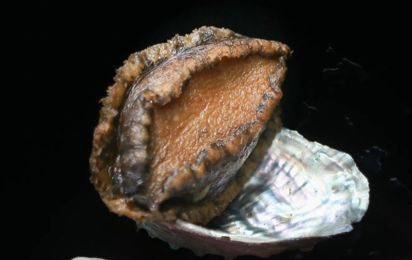 Large Abalone (Ezo Awabi) Braised in Sake, Ready to Eat , 6 pieces, 315g