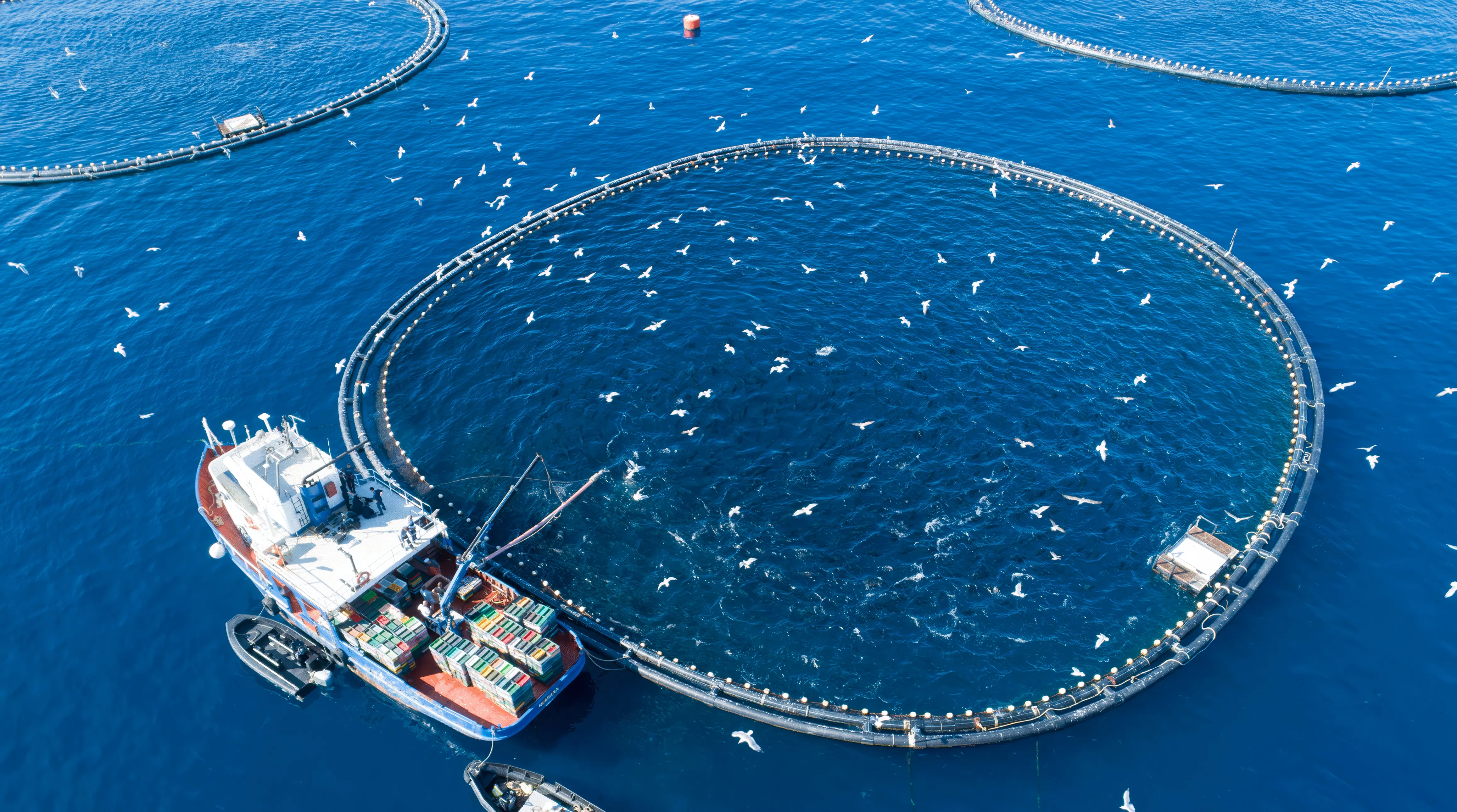 Aerial view of a marine aquaculture farm in the deep blue ocean, featuring several large circular fish pens, a fishing boat docked nearby, and numerous seagulls flying overhead.